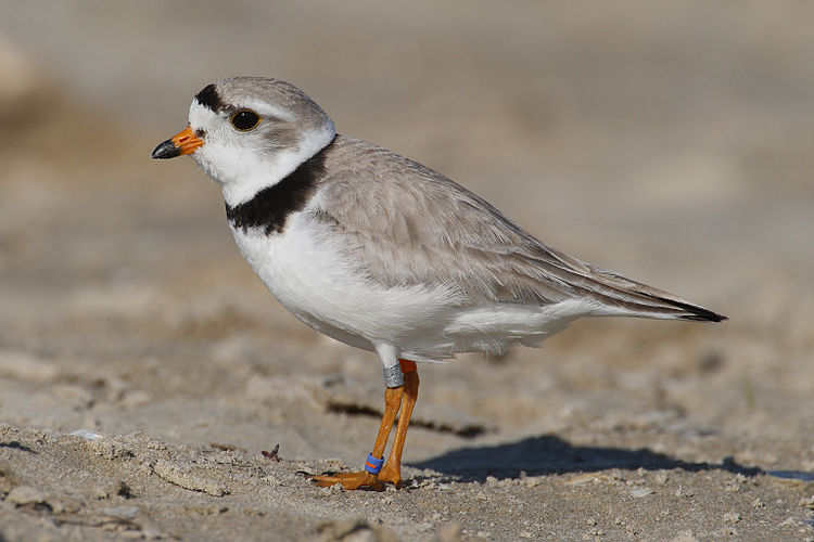 Певчий зуёк (Charadrius melodus)