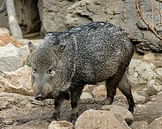 Collared peccary