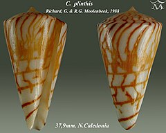 Description de l'image Conus plinthis 1.jpg.