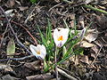 Crocus versicolor 'Picturatus'