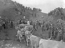 Photographie en noir et blanc d'un défilé de vaches en montagne.