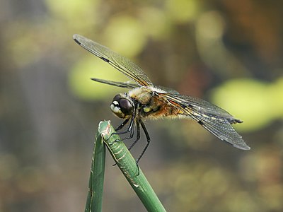 Four-spotted chaser, by Dschwen