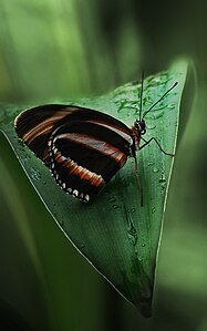 Heliconius hecale, by Richard Bartz