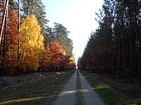 Dukt w okolicy Woli Puczniewskiej