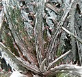 Dyckia fosteriana