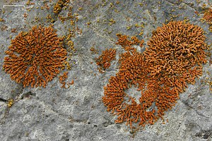 Klettaglæða (R. elegans) á grjóti.