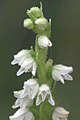 Goodyera repens - Gavarnie