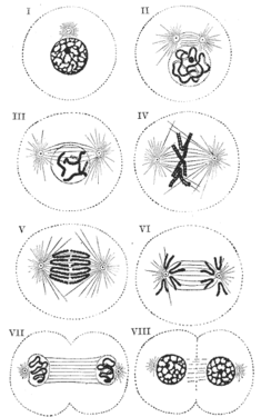 Cambios que ocorren nunha célula durante a mitose (I, II, III: Profase ; IV: Prometafase ; V: Metafase ; VI: Anafase ; VII, VIII: Telofase )