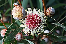 Hakea laurina Tas