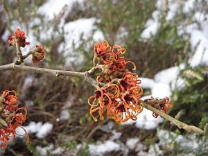 Fleurs d'Hamamelis × intermedia 'Jelena'.