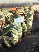 Hoodia mossamedensis