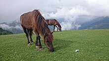 Poneys de couleur brune broutant sur une montagne