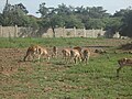 Browsers-Impalas