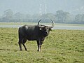 কাজিরাঙা সেই সব জায়গাগুলির অন্যতম যেখানে এখনো বুনো মহিষ আছে।