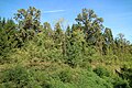 Kaiserwald bei Unterpremstätten