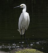 Egretta garzetta