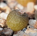 Lophophora fricii