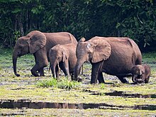 A group of four African Forest Elephants of varying sizes are pictured in a grassy, wet environment.