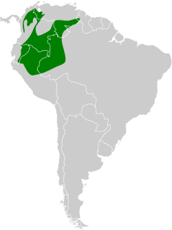 Distribución geográfica del saltarín rayado occidental.