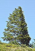 Nothofagus pumilio, en Magallanes, Chile