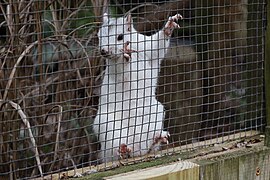 Magnolia Plantation Zoo