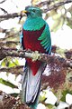 Resplendent quetzal, Guatemala