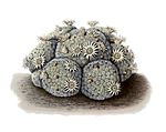 Mammillaria schiedeana