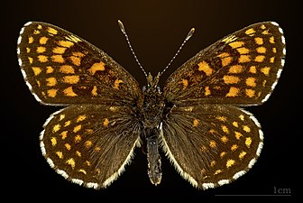 Male