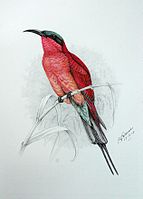 Southern Carmine Bee-eater