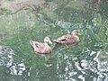 A pair of female mallards