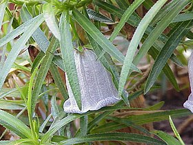 Nesocodon mauritianus