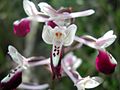 Orchis longicornu (Eukaryota, Magnoliophyta)