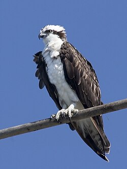 Pandion haliaetus