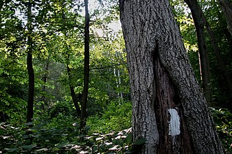 A typical white AT blaze along the trail in Pennsylvania