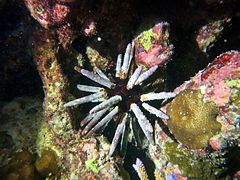 Un oursin impérial (Phyllacanthus imperialis) de nuit