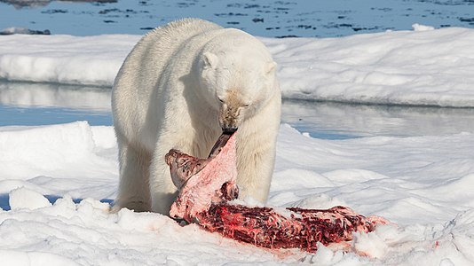 Polar bear feeding on a bearded seal, by AWeith