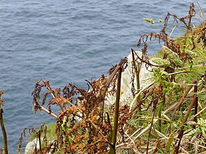 Skadad p g a saltstänk från havet