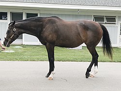 Rachel Alexandra (cropped).jpg