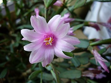 Flower from below (in cultivation)