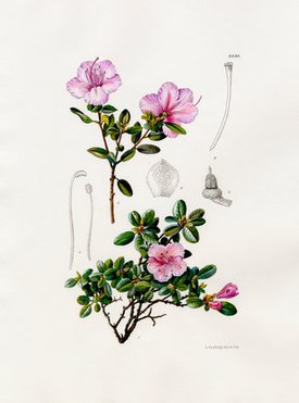 Ботаническая иллюстрация из Curtis's Botanical Magazine, автор Lilian Snelling