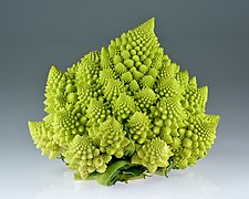 Romanesco broccoli (Brassica oleracea)