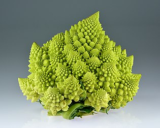 Chou romanesco, variété de chou-fleur à l'aspect décoratif dû à sa phyllotaxie régulière. (définition réelle 5 000 × 4 000)