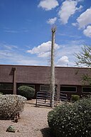 Scottsdale Community College Campus has a variety of desert plants including this large rare boojum tree.