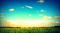 Sugarcane fields, near the City Center