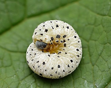 Tenthredo scrophulariae larva, by Iifar