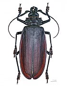 Titan Beetle is most generally associated with the Amazon Rainforest, it may also be found in other parts of South America if ecological conditions are favorable