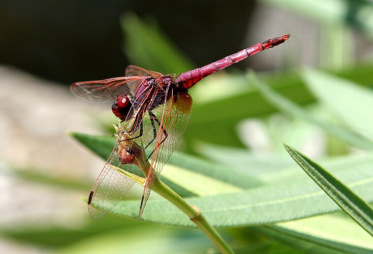 Самец стрекозы вида Trithemis annulata