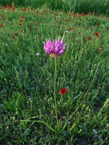 Wild Allium in Behbahan, Iran