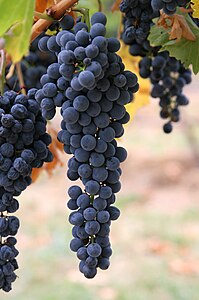 Wine grapes at Aglianico, by Fir0002