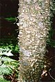 Thorny yellowwood at Tooloom Scrub